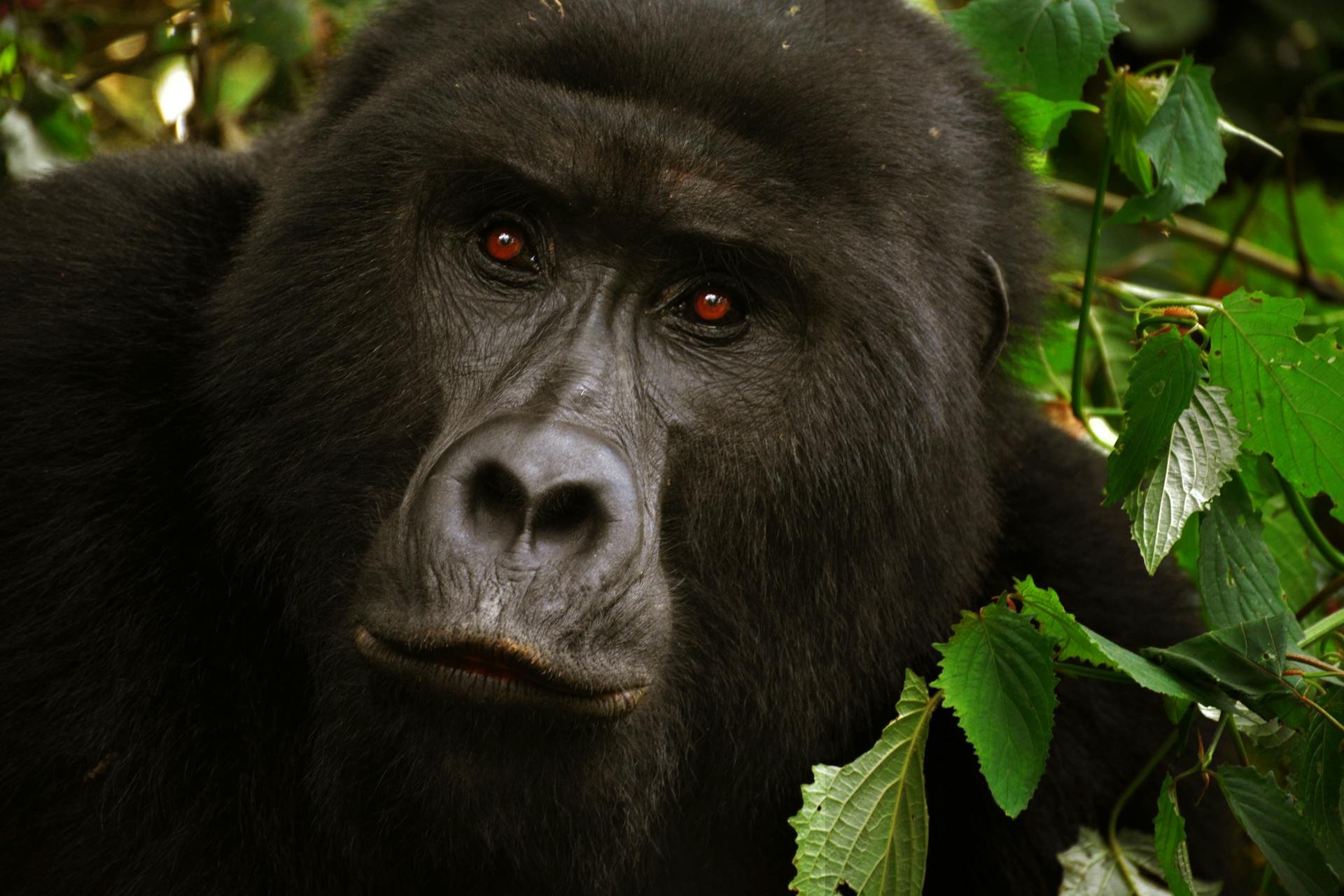 How Your Old Smartphone Could Save a Gorilla’s Life: The Hidden Wildlife Connection